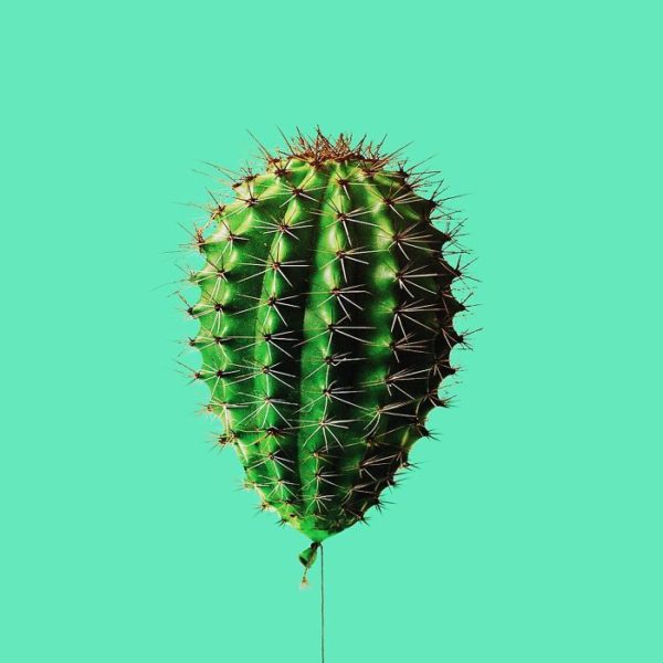 globo cactus