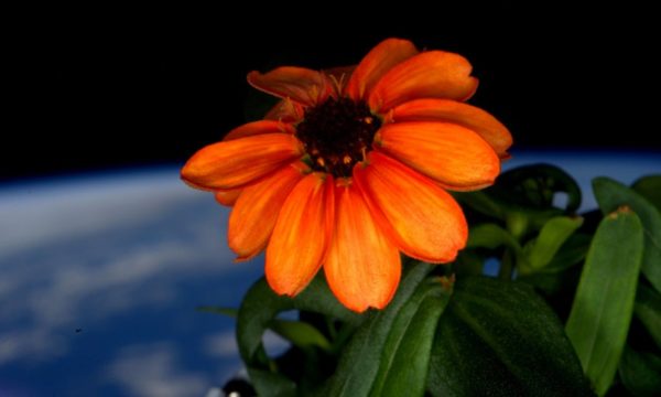 First flower in space